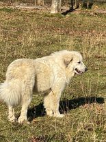 Ura de l'ours prelé