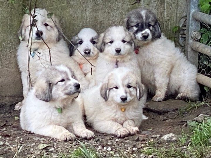 chiot Chien de Montagne des Pyrenees Kaïku Borda