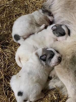 Kaïku Borda - Chien de Montagne des Pyrenees - Portée née le 20/12/2021