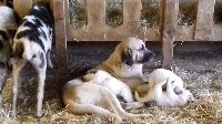 CHIOT