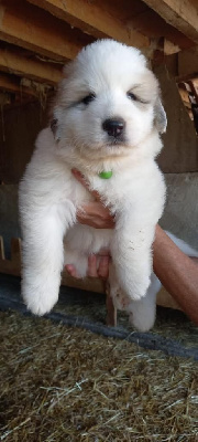 CHIOT
