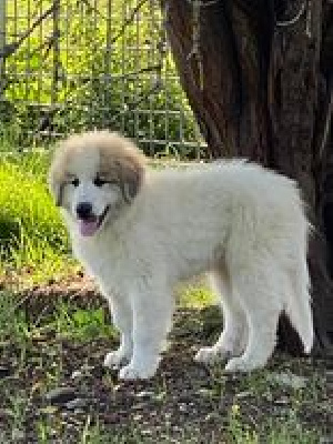 CHIOT