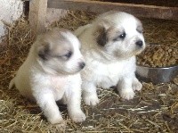 CHIOT