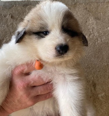 CHIOT